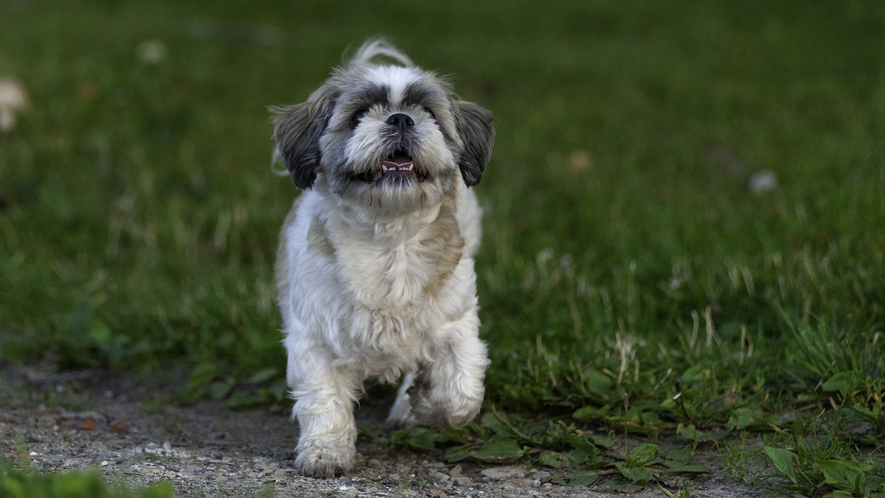 Why Shih Tzus Make Perfect Companions